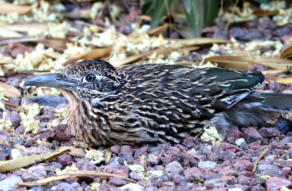 446 - GREATER ROADRUNNER (5-21-2016) 78 circulo montana, patagonia lake ranch estates, scc, az -01