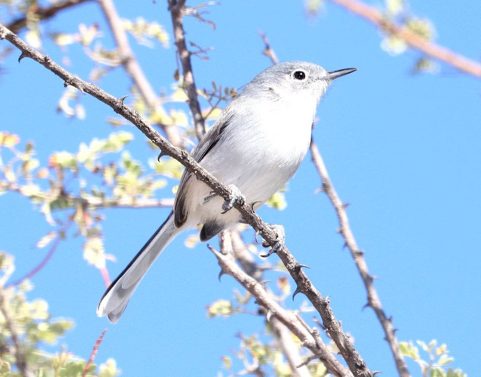 704 - BLACK-CAPPED GNATCATCHER (11-11-2017) 0.4 miles west of temporal gulch on blue haven road, patagonia, santa cruz co, az -01