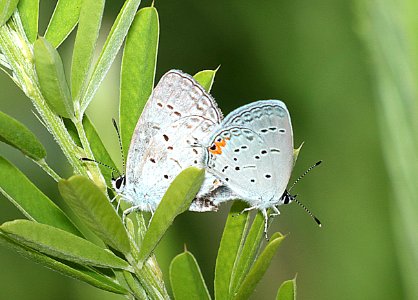 TAILED-BLUE, EASTERN (Everes comyritas) (6-16-2017) penny's bend, durham co, nc -01 photo