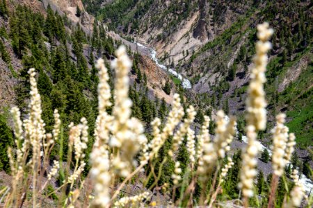 Views of the Gardner River and flowers along the Osprey Falls Trail photo