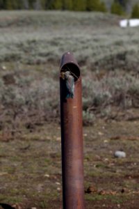 Bluebirds nesting in horse rail