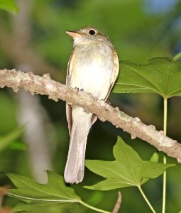 576 - ACADIAN FLYCATCHER (6-10-2017) sumpter nat forest, near spartenburg, sc- 05