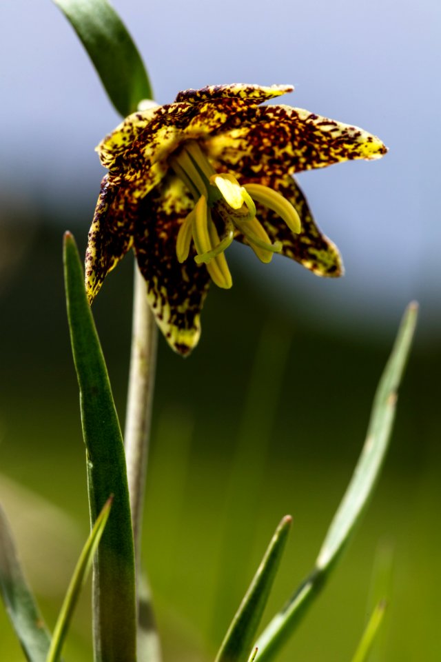 Spotted Missionbells - Fritillaria atropurpurea