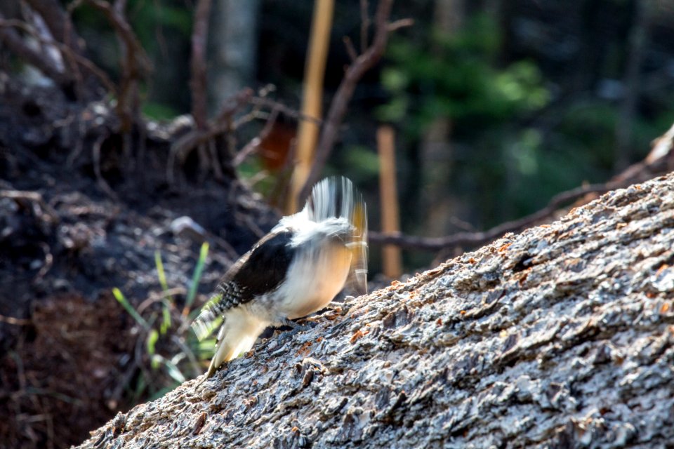 Three-toed woodpecker digging for insects in a fallen tree, Mammoth Hot Springs