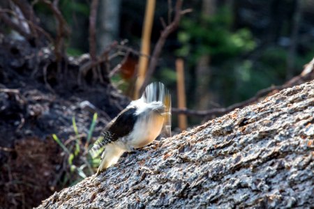 Three-toed woodpecker digging for insects in a fallen tree, Mammoth Hot Springs