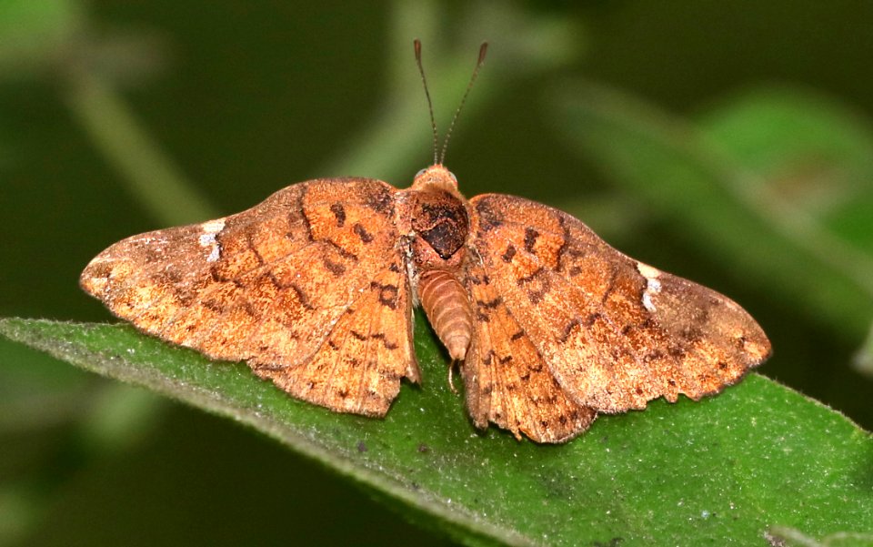 METALMARK, CURVE-WINGED (Emesis emesis) (11-11-2016) the national butterfly center, hidalgo co, tx -08