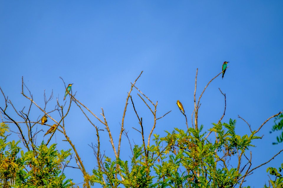 European bee-eater