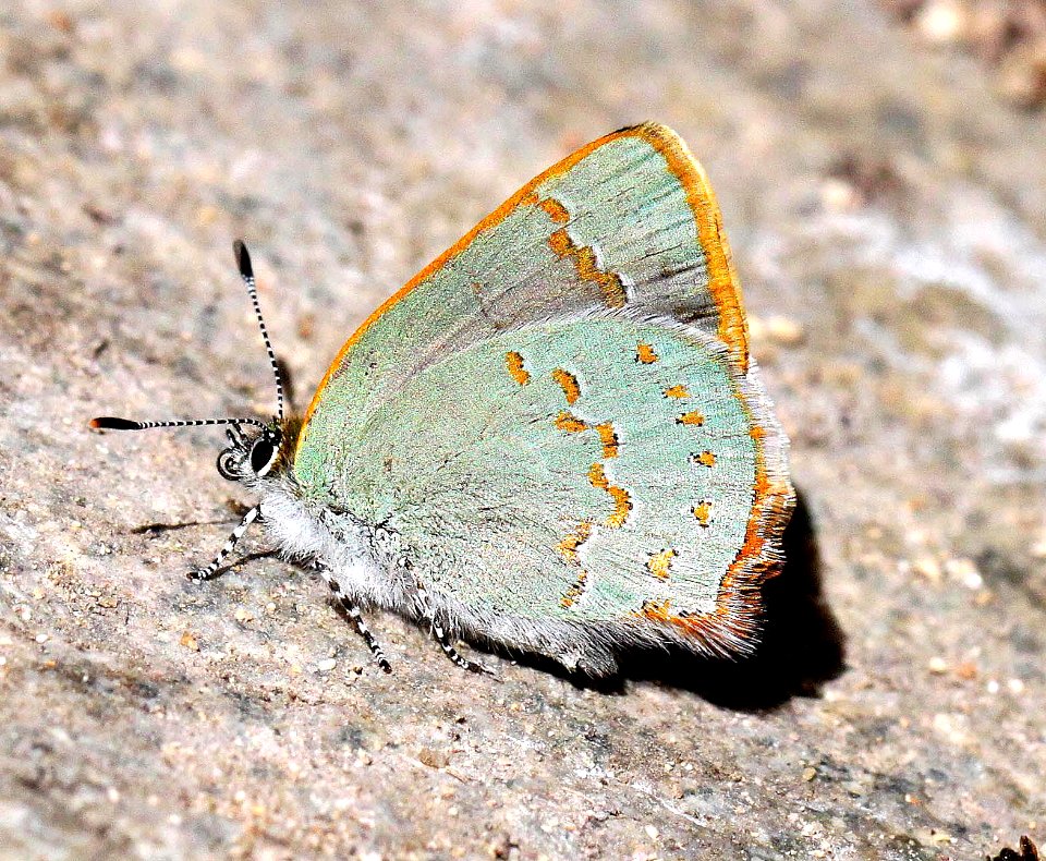 HAIRSTREAK, ARIZONA (Erora quaderma) (4-12-12) madera cyn, scc, az  (5)
