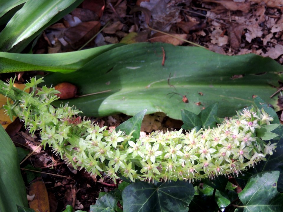 Eucomis bicolor Baker. Asparagaceae.