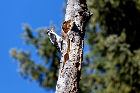 Hairy woodpecker (Leuconotopicus villosus) looking for food along the Slough Creek Trail photo