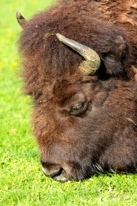 Close up of a bison grazing in Mammoth Hot Springs
