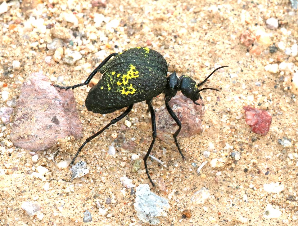 BUG (3-11-2016) near i-10 colorado river bridge, la paz co, az.