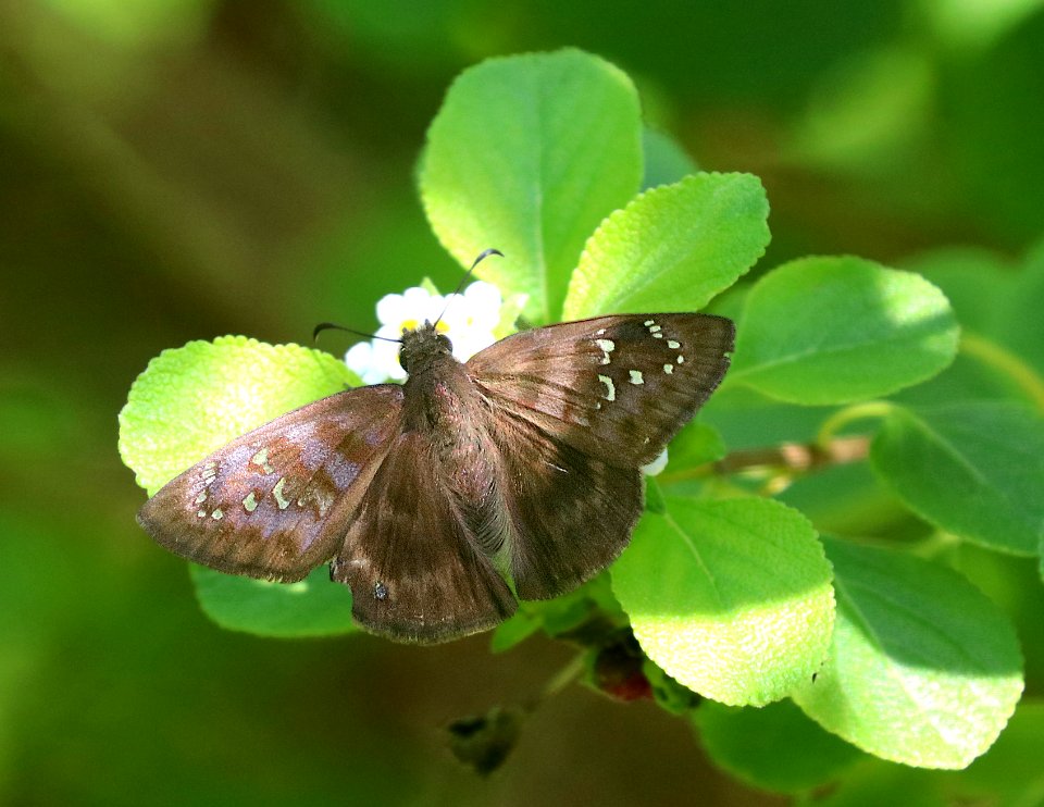 DUSKYWING, FLORIDA (Ephyriades brunneus)(1-3-2020) key west, florida -02