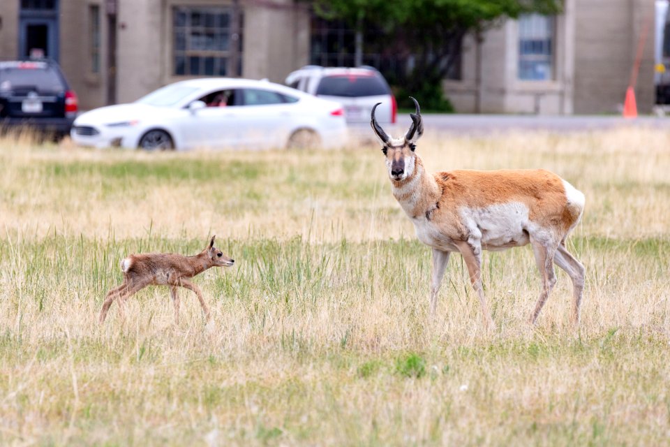 A pronghorn fawn and buck near the North Entrance
