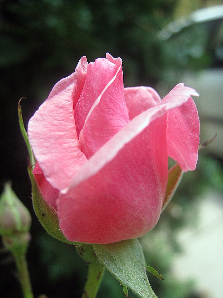 Pink flower spring photo