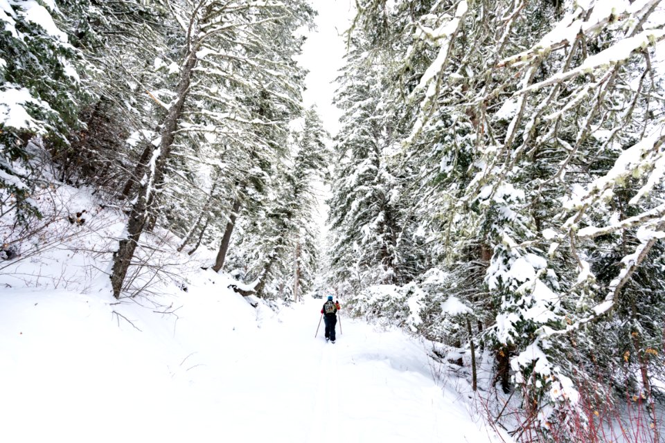 A skier head through a snowy forest along Emigrant Creek