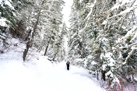A skier head through a snowy forest along Emigrant Creek