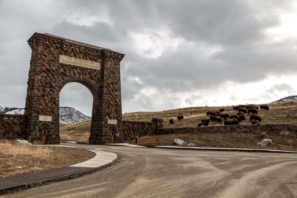 Bison grazing near Roosevelt Arch