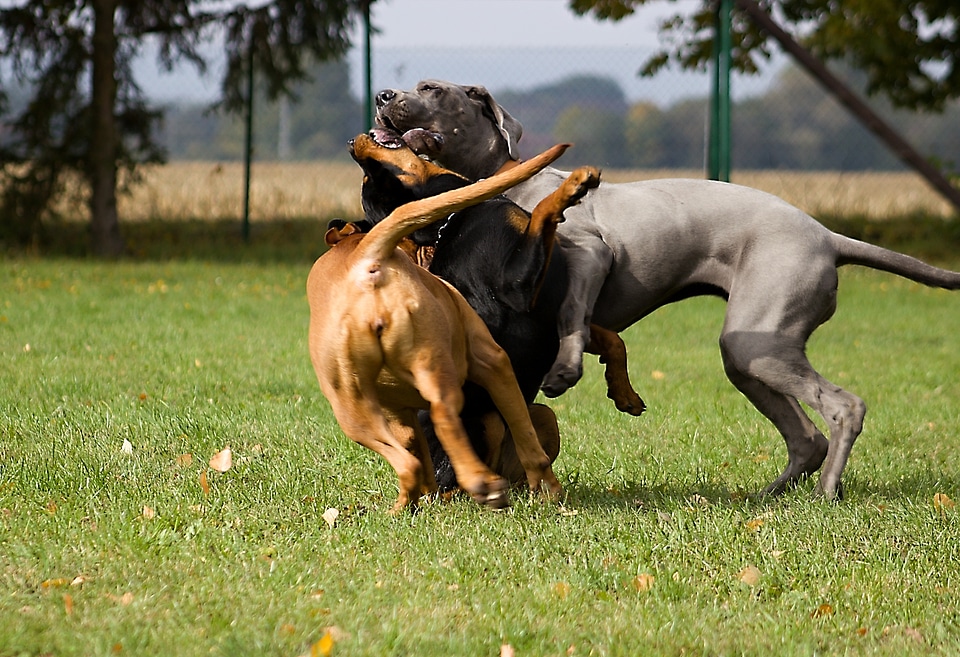 Pet wild game meat play
