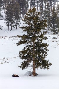 Bison Resting under a tree