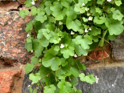 Cymbalaria muralis G. Gaertn., B. Mey. & Scherb. Plantaginaceae.