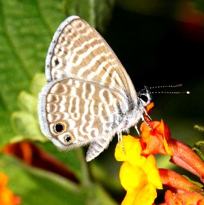 BLUE, MARINE (leptotes marina) (8-22-10) yard, west of patagonia, scc, az -01