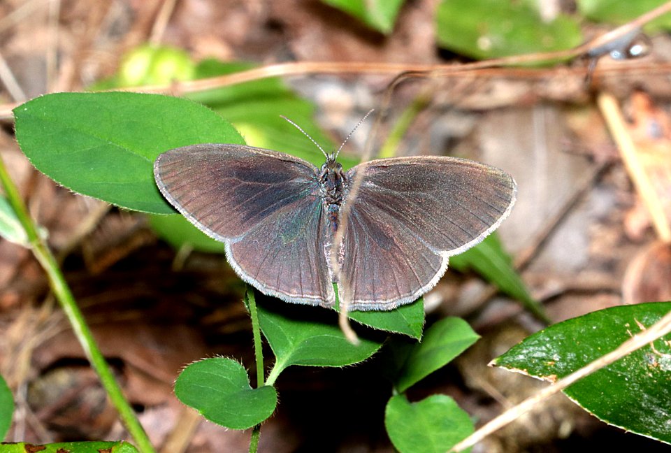SATYR, CAROLINA (Hermeuptychia sosybius) (6-16-2017) penny's bend, durham co, nc -02