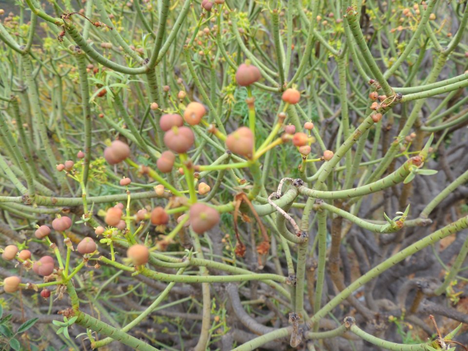 Euphorbia lamarckii Sweet. Euphorbiaceae.