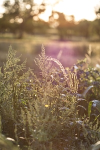 Plants meadow field photo