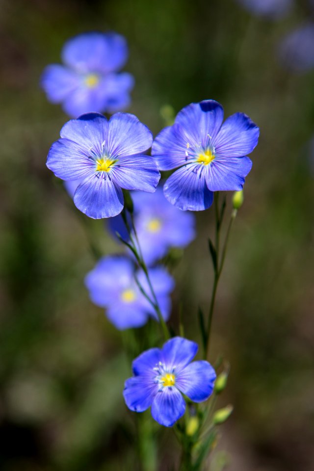 Blue Flax - Linum lewisii