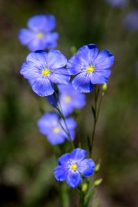Blue Flax - Linum lewisii