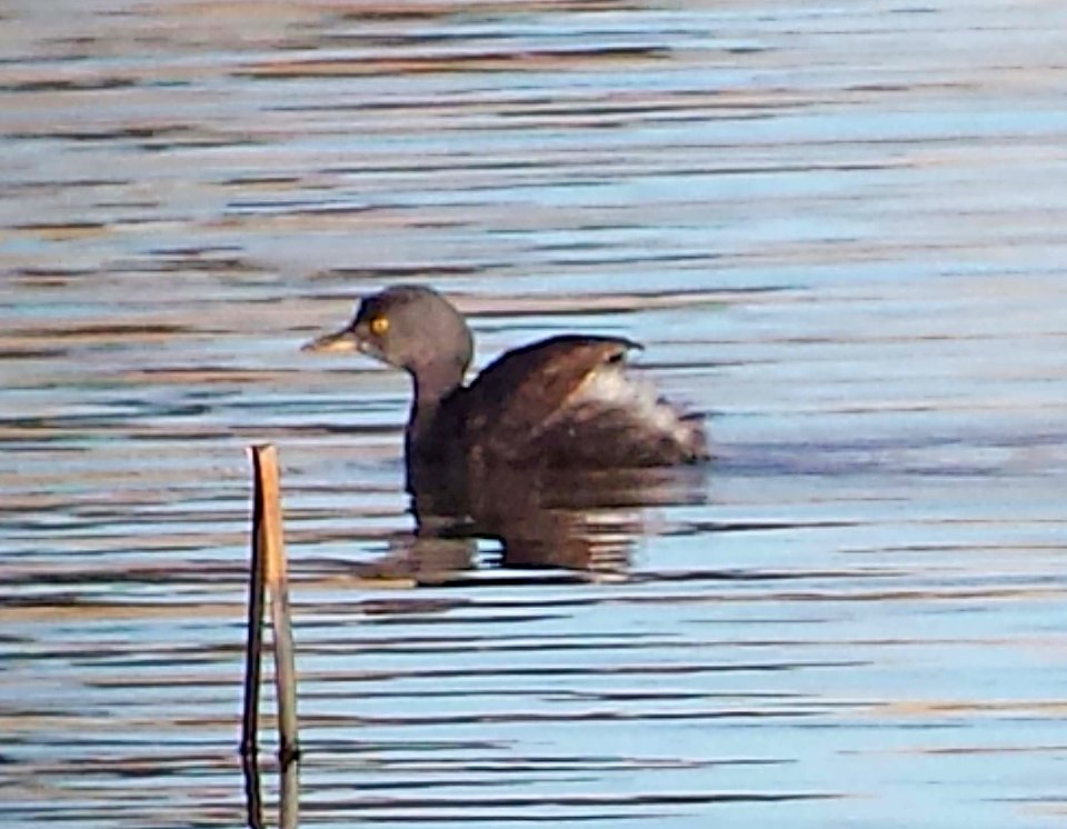 095 - LEAST GREBE (12-17-2015) bog hole, san rafael grasslands, santa cruz co, az -01