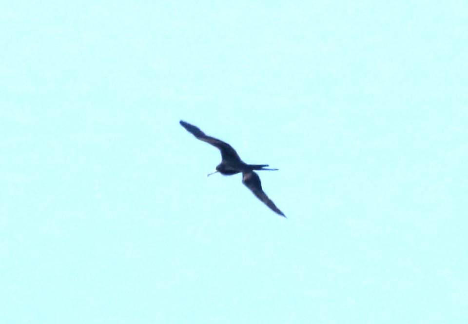 GREAT FRIGATEBIRD (9-10-2017) south point, hawai'i co. hawaii -01