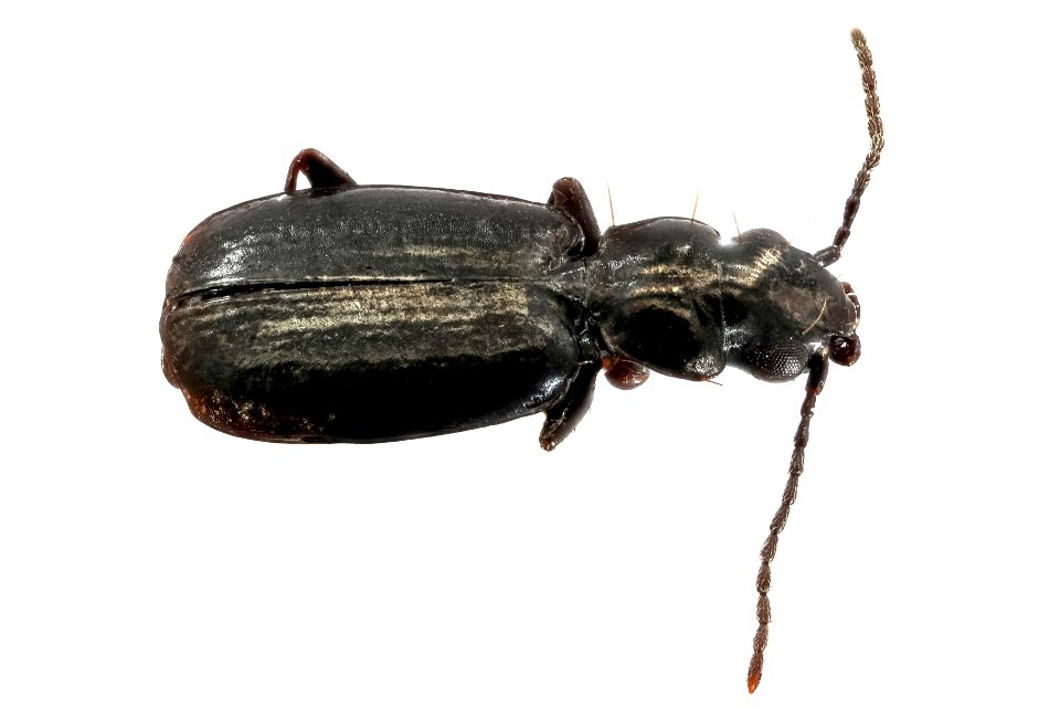 Syntomus americanus (top view)