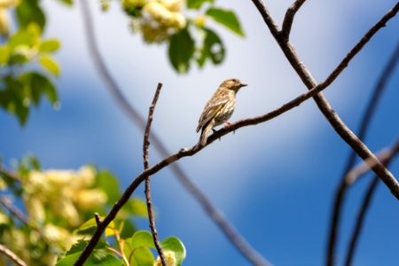 Pine siskin (Spinus pinus) near the North Entrance