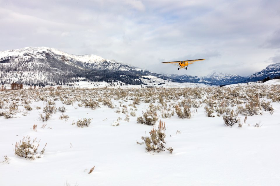 Wolf crew member flying in Lamar Valley