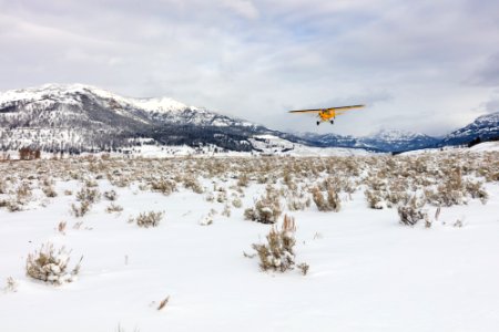 Wolf crew member flying in Lamar Valley
