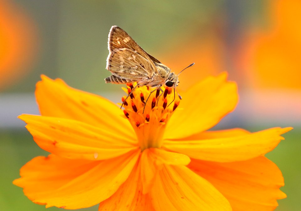 SKIPPER, CARUS (Polites carus) (8-27-2015) sante fe ranch, sante cruz co, az -01