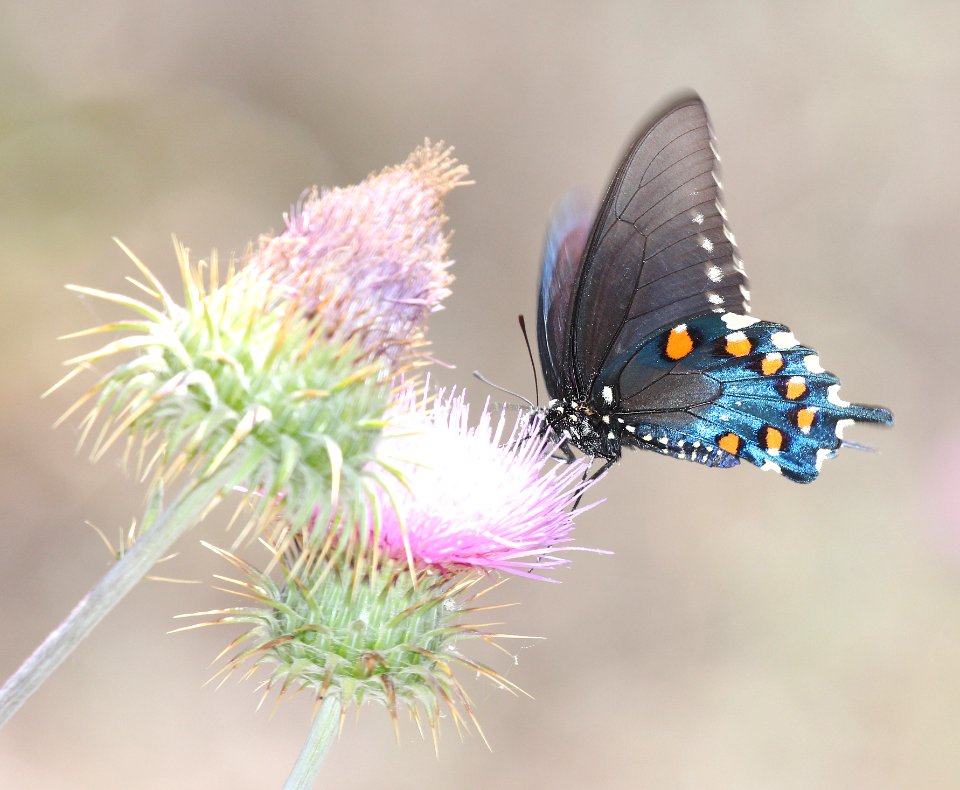 SWALLOWTAIL, PIPEVINE (Battus philenor) (5-10-2015) las cienegasLas nca, pima co, az -01