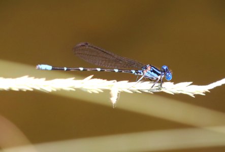 DANCER, BLUE-RINGED (Argia sedula) (9-27-2020) pena blanca lake, santa cruz co, az -02 male