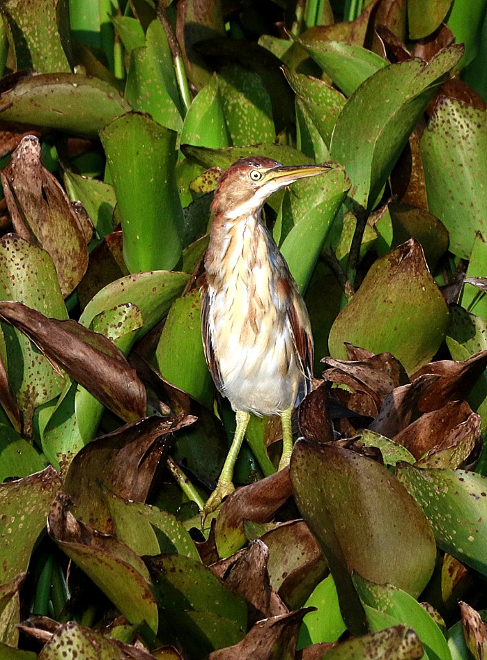 179 - LEAST BITTERN (8-31-2016) chambers co, tx -01