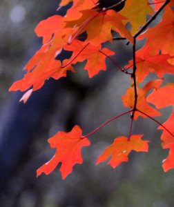 HUACHUCA MOUNTAINS, Ramsey Canyon, AZ (11-2-2019) fall color -33