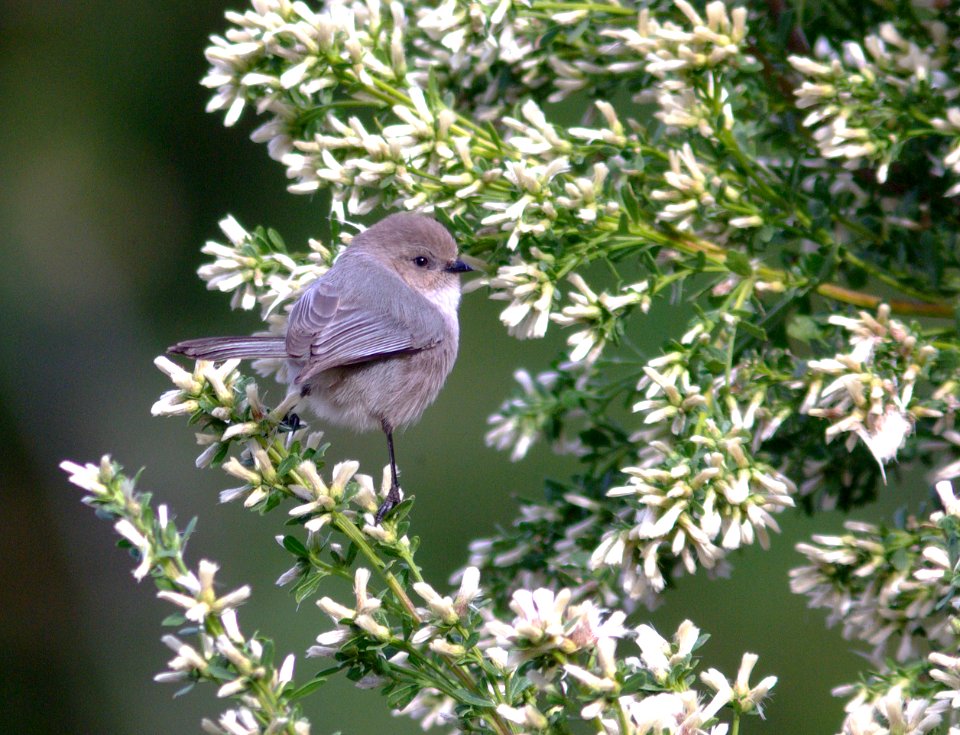 BUSHTIT, COMMON (12-19-07)