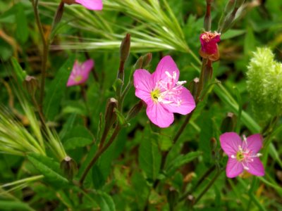 Oenothera rosea L'Hér. ex Aiton (Onagraceae). "Agua de azahar" (México), "hierba del golpe" (México), "manzanilla" (Honduras), "onagra", "pink evening-primrose," "rose evening-primrose," "rose of Mexico," "rosy evening-primrose."
