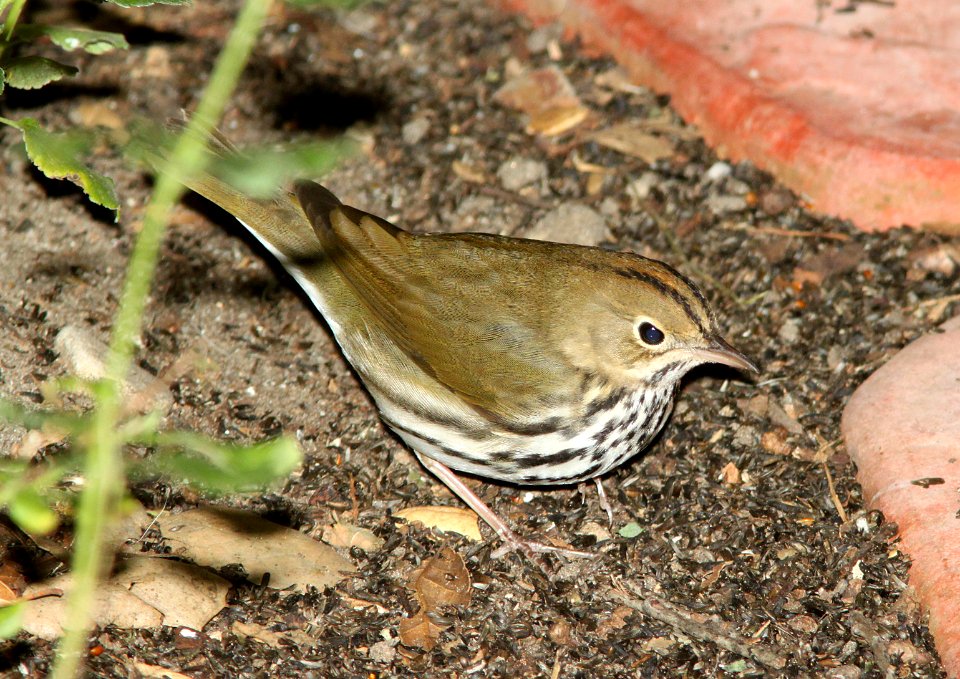 OVENBIRD (10-12-09) atascadero, slo co, ca -01