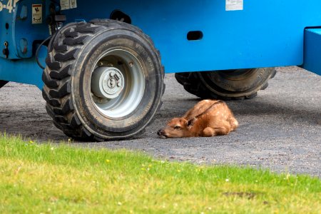 Elk calf bedded down under a boom lift photo