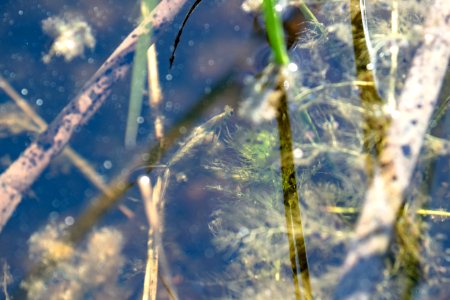 Damselfly larva