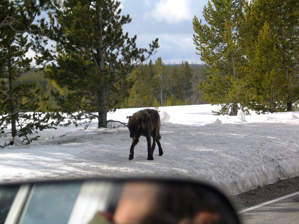 Black wolf on Swan Lake Flat (1)