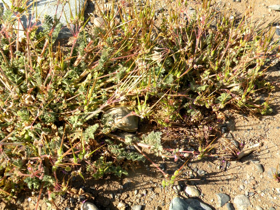Erodium cicutarium (L.) L'Hér. ex Aiton. Geraniaceae. "Alfilerillo".