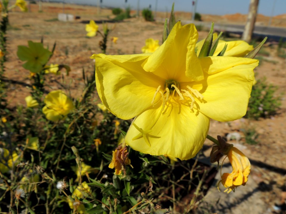 Oenothera biennis L. Onagraceae. "Enotera; errarnoa; evening primrose; hierba del asno; hierba del vino; onagra". Oenothera se pronuncia Enotera o Enótera.